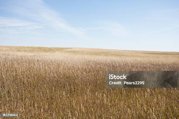 Photo libre de droit de Série De Prairie banque d'images et plus d'images libres de droit de Plaine - Zone herbeuse - Plaine - Zone herbeuse, Herbe, Ciel sans nuage