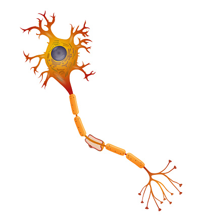 vector illustration of a neuron or nerve cell that carry signals throughout the nervous system