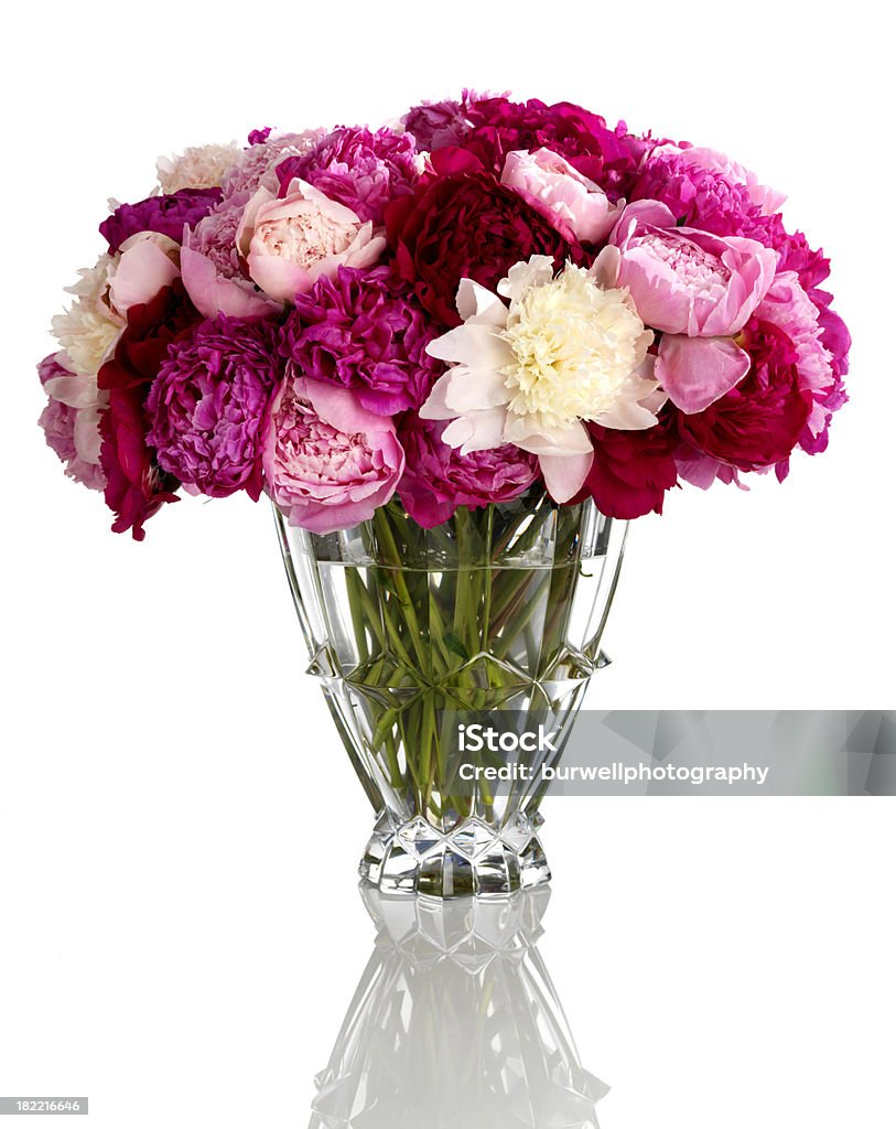 핑크 Peonies 만들진 꽃병, 흰색 바탕에 그림자와 - 로열티 프리 0명 스톡 사진