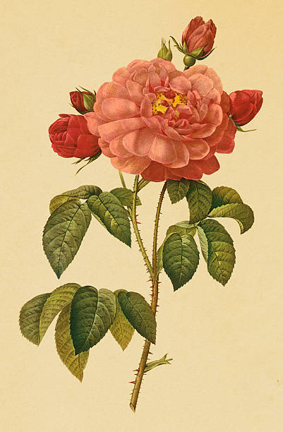 istock Rose of Orleans | Antique Flower Illustrations 182216717