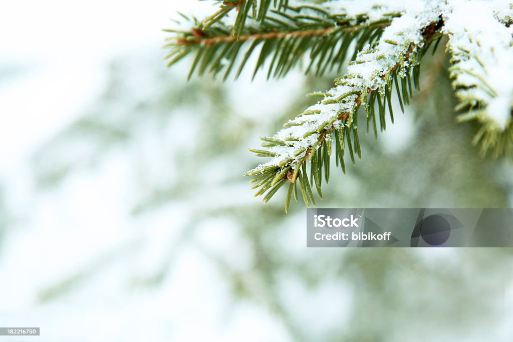 Fir branch unter Schnee - Lizenzfrei Schnee Stock-Foto