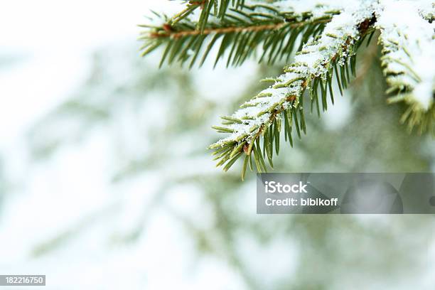 Fir Branch Unter Schnee Stockfoto und mehr Bilder von Schnee - Schnee, Kiefer, Ast - Pflanzenbestandteil