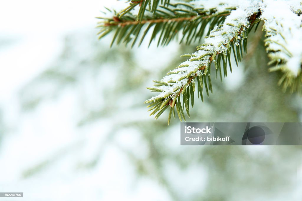 ファー枝の雪 - 雪のロイヤリティフリーストックフォト
