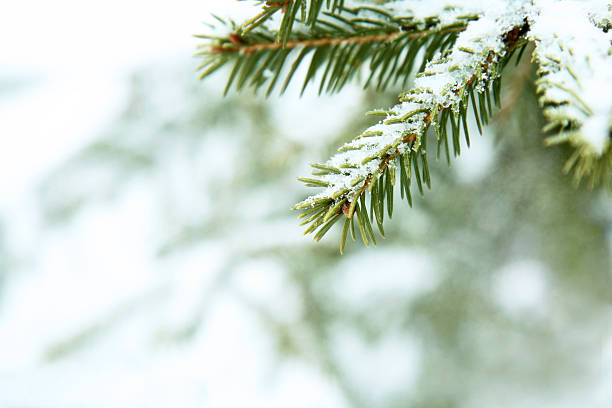 Close-up of the spiky leaves of a fir branch under snow stock photo