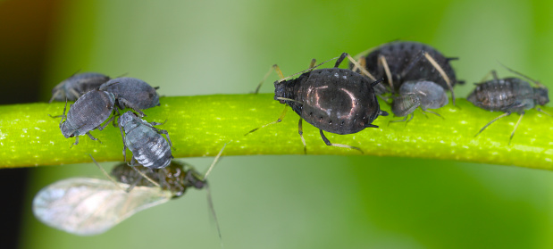 Aphis fabae aphids (Black Bean Aphid. A colony of wingless and winged individuals feeding (sucking sap) from a plant.