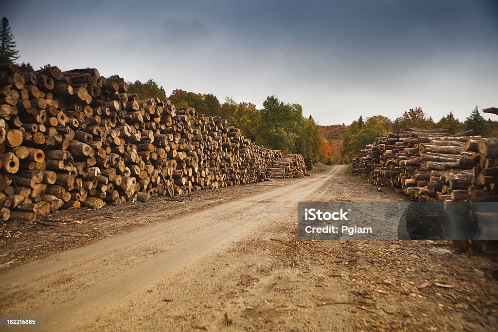 Tas de bois de la scierie - Photo de Arbre libre de droits