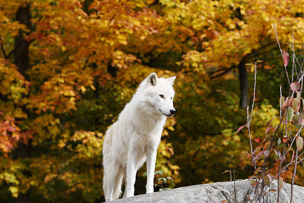 Arctic Wolf Against Fall Background stock photo