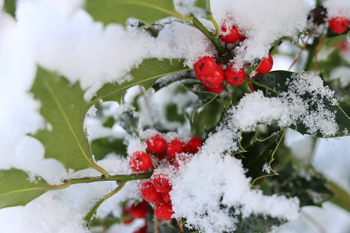 Close up of bright red holly berries and green leaves covered in fresh snow