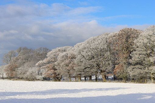 Snow covered trees in a wintry countryside landscape