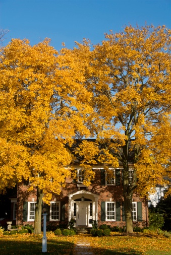 Autumn trees scream yellow in front of this upscale home. Need photos of house exteriors