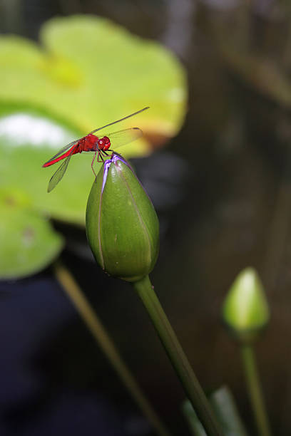 istock red dragonfly in thailand 182217298