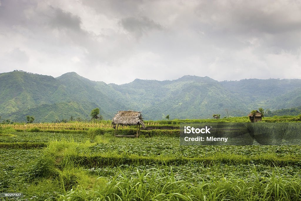 Landwirtschaft Reisfelder auf Bali, Indonesien - Lizenzfrei Agrarbetrieb Stock-Foto