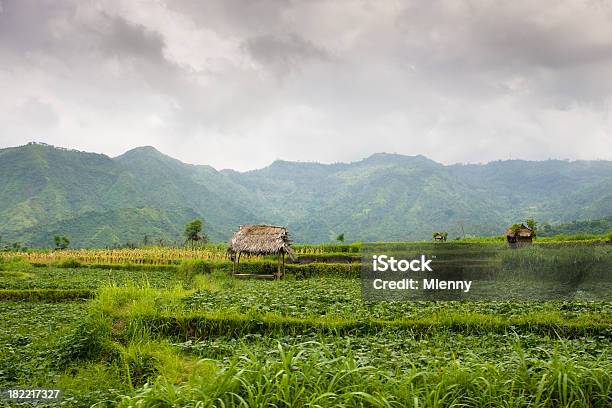 Landwirtschaft Reisfelder Auf Bali Indonesien Stockfoto und mehr Bilder von Agrarbetrieb - Agrarbetrieb, Asiatische Kultur, Asien