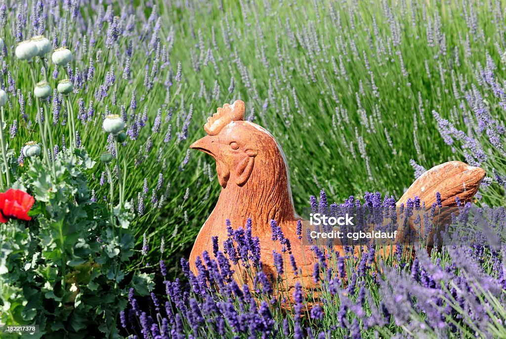 Di terracotta pollo e lavanda - Foto stock royalty-free di Agricoltura biologica