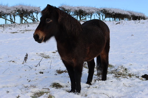 Brown Exmoor pony standing in in a snow covered field