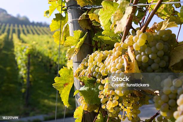 Pinot Branco Uvas - Fotografias de stock e mais imagens de Pinot Grigio - Vinho - Pinot Grigio - Vinho, Branco, Vale de Okanagan - Colúmbia Britânica