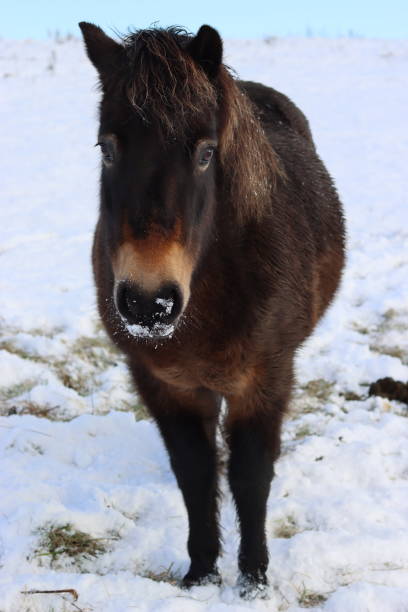 istock Brown Exmoor pony standing in in a snow covered field 1822176845