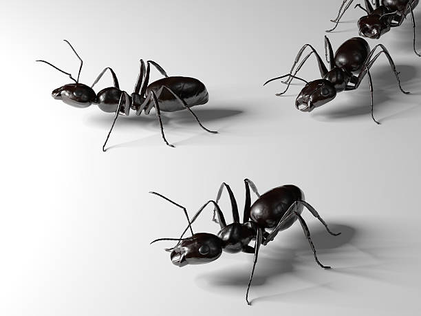 istock A close-up image of three ants on a white background 182217702