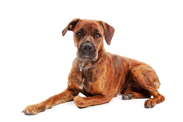 istock Dog lying on the floor 182217722