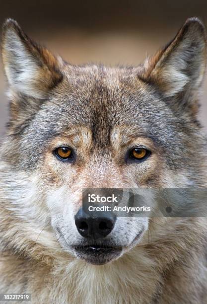 Wolf Portrait Stockfoto und mehr Bilder von Porträt - Porträt, Wolf, Europäischer Wolf