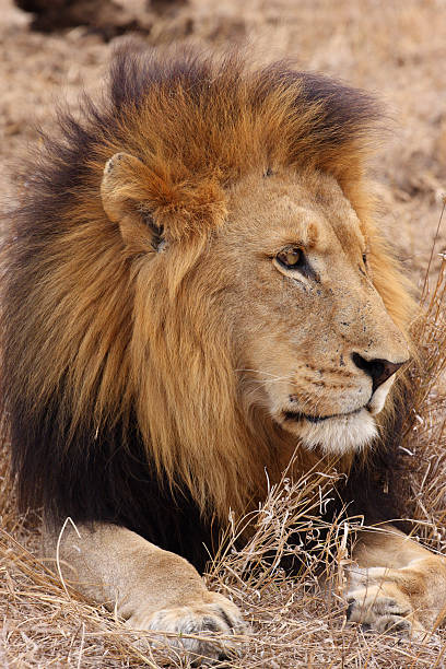 istock Large male African lion, with head sideways, paws in frame 182217979