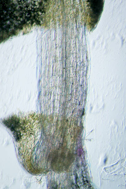 istock plant arabidopsis thaliana root tissue  micro 182218063