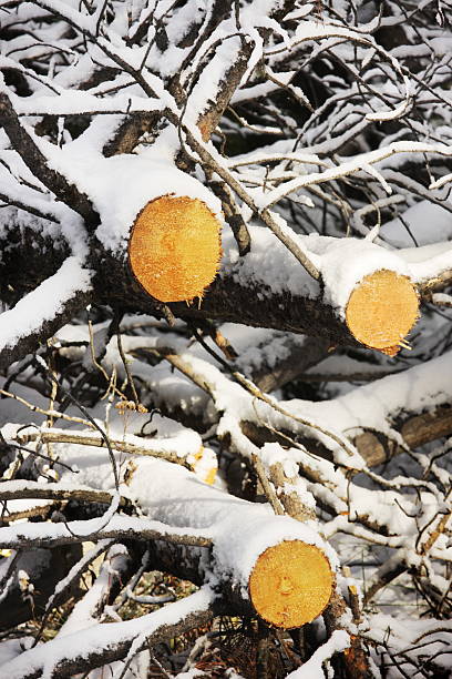 tronco de árvore ramo de registo de neve - circle plant type plant part plant condition imagens e fotografias de stock