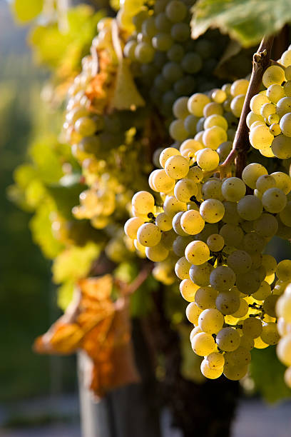 pinot blanc grapes stock photo