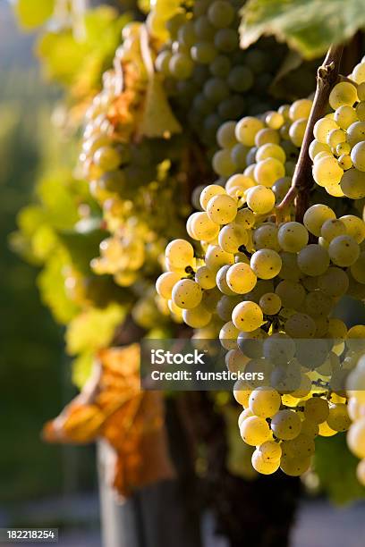 Pinot Blanc Winogron - zdjęcia stockowe i więcej obrazów Pinot Grigio - wino - Pinot Grigio - wino, Abstrakcja, Białe wino