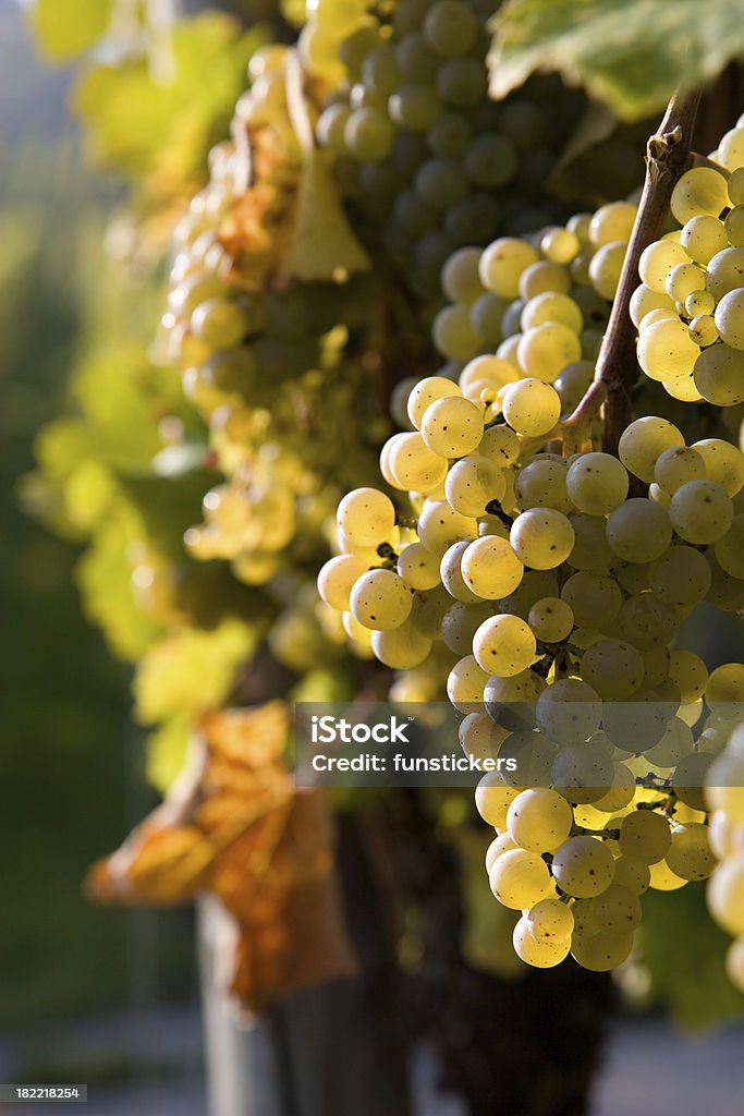 Uvas pinot blanc - Foto de stock de Pinot Grigio - vinho royalty-free