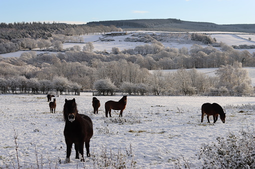 Group of Exmoor ponies in a wintry countryside landscape
