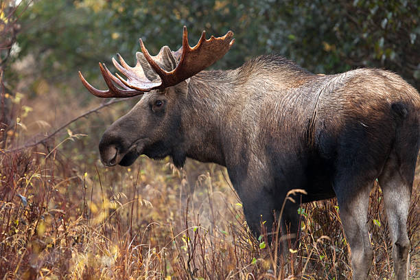 The stuffed (taxidermy) head of a Moose - mounted on the wall