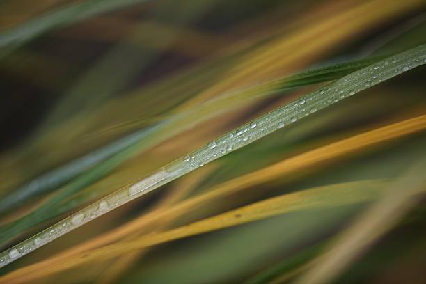 Blades of grass composition stock photo