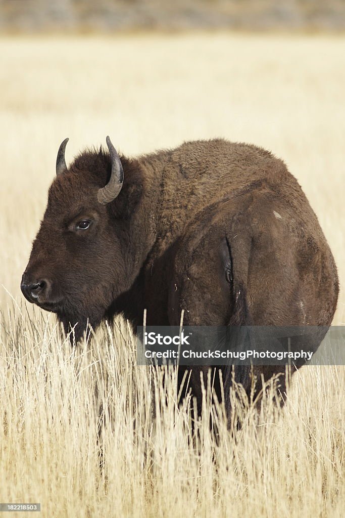 Bisonte Bull Standing Prairie de Vida Silvestre - Foto de stock de Alimentar libre de derechos