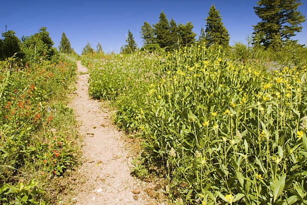 полевые цветы - idaho boise summer flower стоковые фото и изображения