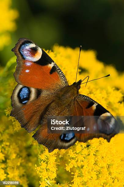 Peacock Butterfly Stock Photo - Download Image Now - Butterfly - Insect, Peacock, Peacock Butterfly