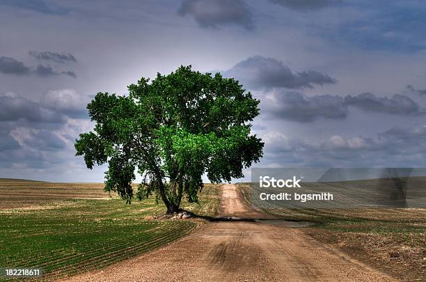 Albero Della Prateria - Fotografie stock e altre immagini di Agricoltura - Agricoltura, Albero, Ambientazione esterna