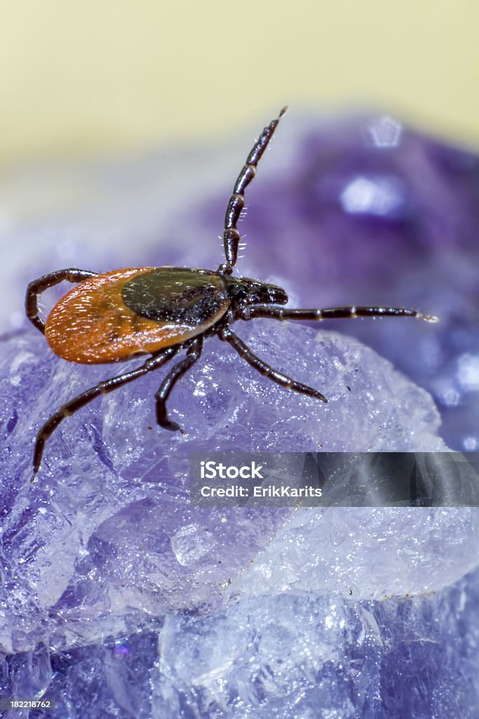 La rueda bean Marcar (Ixodes ricinus) - Foto de stock de Aire libre libre de derechos