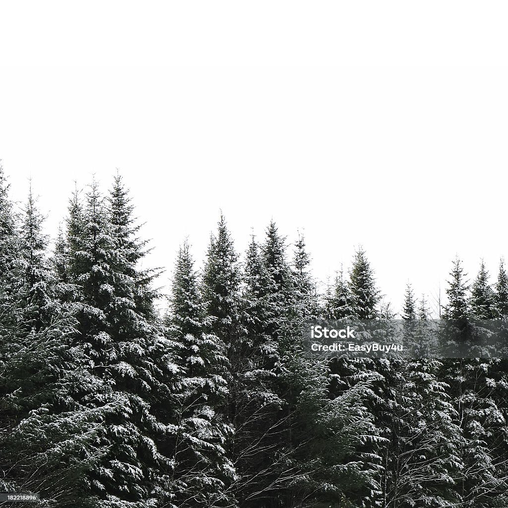 Evergreen bosque aislado - Foto de stock de Blanco - Color libre de derechos