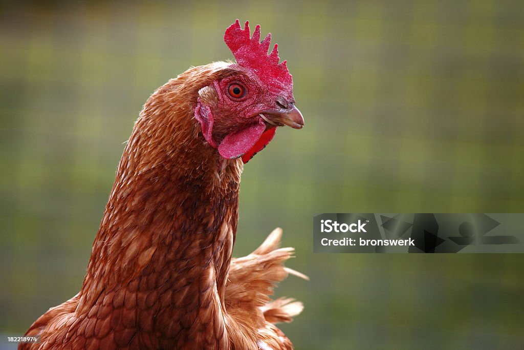 Attenzione Hen - Foto stock royalty-free di Agricoltura