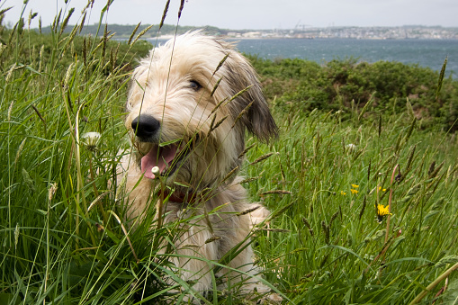Shaggy dog resting in a grass field during a coastal countryside walk