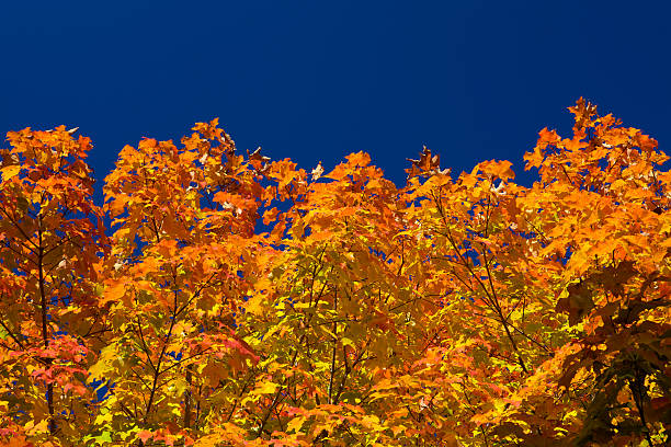 istock Autumn Colors and Deep Blue Sky 182219294