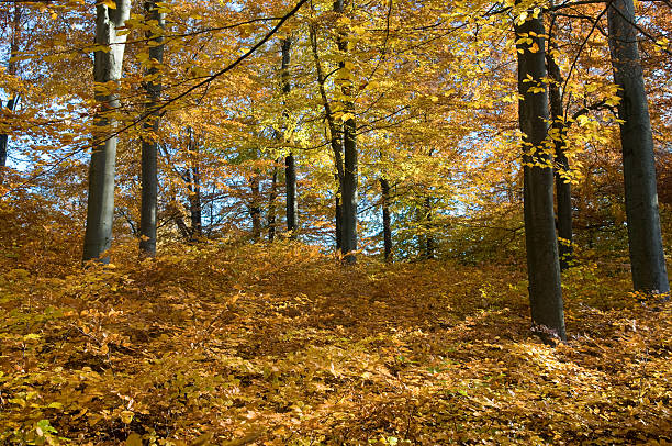 Autumn colors. stock photo