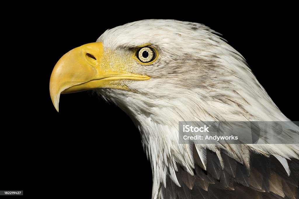 Wunderschöne Bald Eagle (Haliaeetus Leucocephalus - Lizenzfrei Adler Stock-Foto