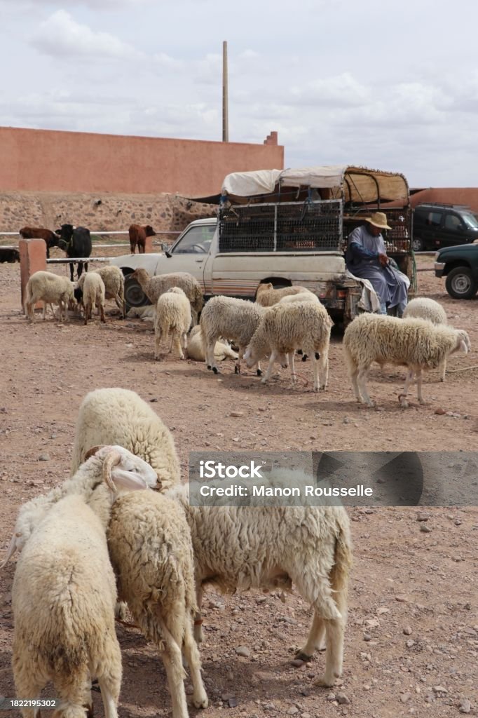 Sheep market in Skoura souk - Maroc Sheep Market in Skoura souk. Province de Ouazazate au Maroc Africa Stock Photo