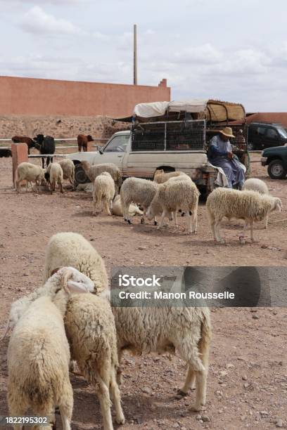 Sheep Market In Skoura Souk Maroc Stock Photo - Download Image Now - Africa, Agriculture, Ancient Civilization