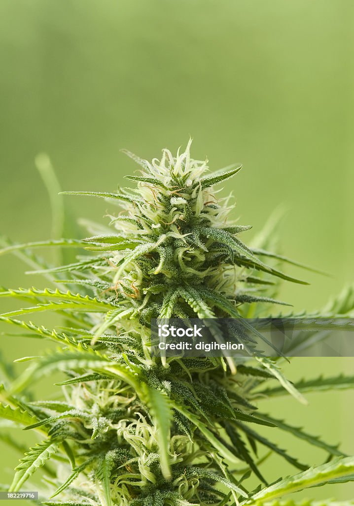 El cáñamo (cannabis) bud - Foto de stock de Brote libre de derechos