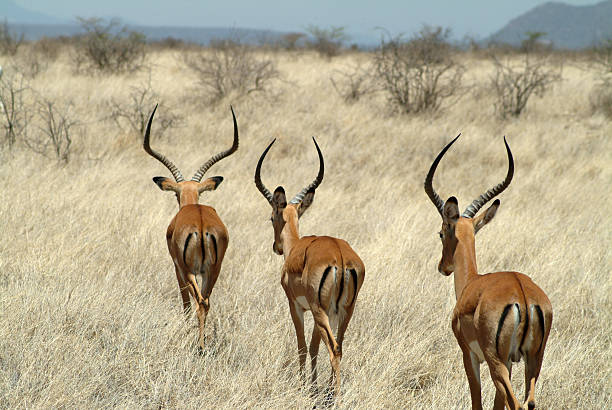 istock Three Impala's on the Kenian Savannah. 182219855