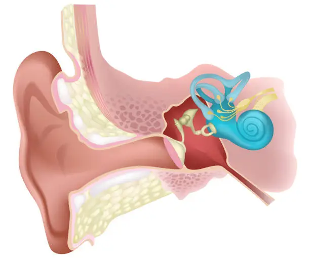 Vector illustration of Human internal ear diagram - vector illustration