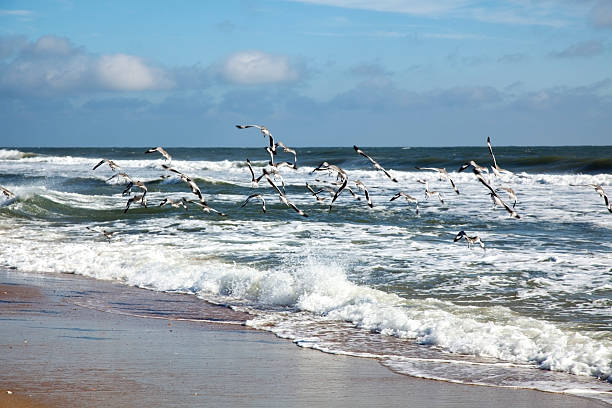 Gulls Over Rough Seas Seagulls fight for flight along Hatteras' stormy coast. Horizontal]-For more bodies of water images, click here.  OCEAN LAKE RIVER and SHORE cape hatteras stock pictures, royalty-free photos & images